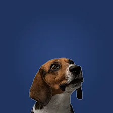 Fritz Beagle
